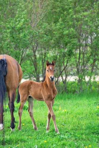 little  bay  foal with mom at pasture. summer