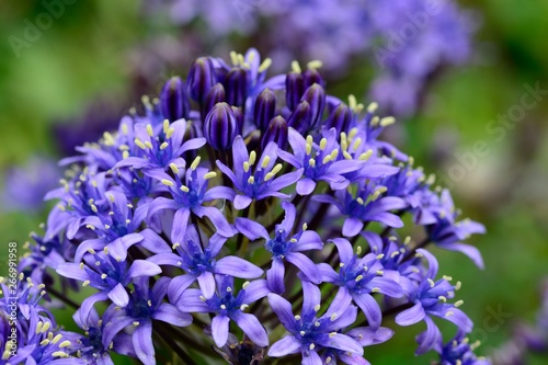 Portugese squill (scilla peruviana) photo