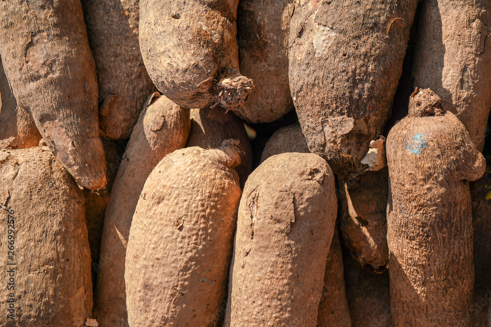 Sun shines on puna yams (Dioscorea) displayed at food market. Sun shines on puna yams (Dioscorea) displayed at food market.
