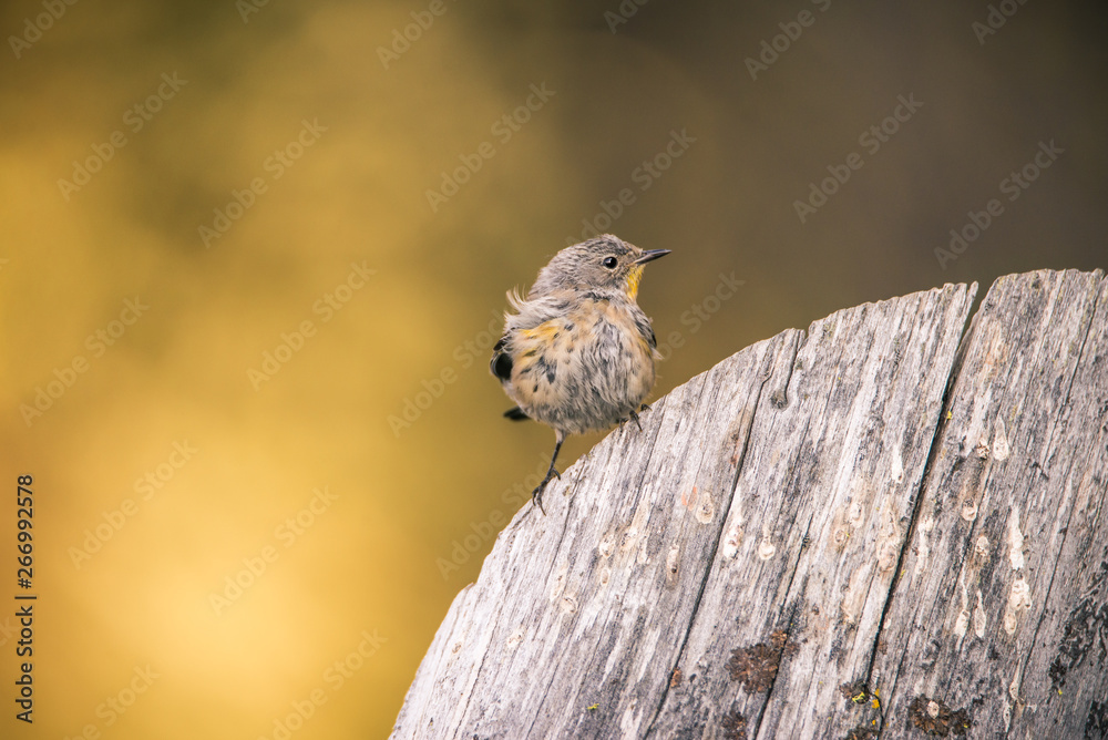 Naklejka premium A Yellow-rumped Warbler perches on a log near the water at Manzanita Lake, Lassen Volcanic National Park, at sunset.