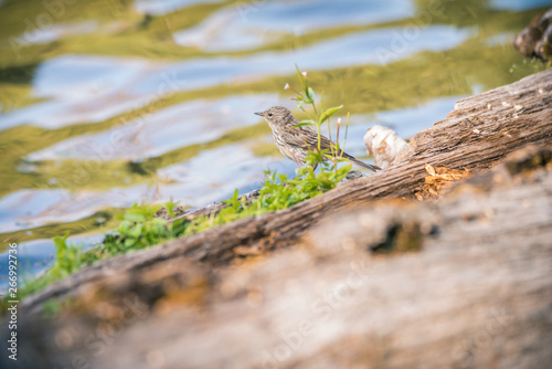 A Yellow-rumped Warbler perches on a decomposing log on the shore of Manzanita Lake  Lassen Volcanic National Park  at sunset.