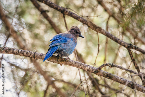 Steller's Jay perching on a tree branch © Photography by Adri