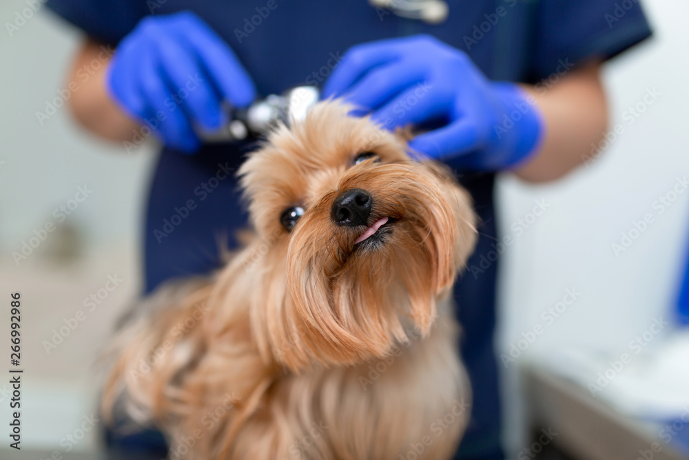 Vet doctor exam dog yorkshire terrier with otoscope. Pet medicine concept. Dog visit veterinary clinic Vet doctor exam dog yorkshire terrier with otoscope. Pet medicine concept. Dog visit veterinary clinic