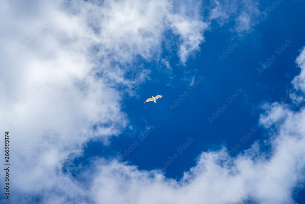 Seagull flying against a colorful blue sky with white clouds Seagull flying against a colorful blue sky with white clouds