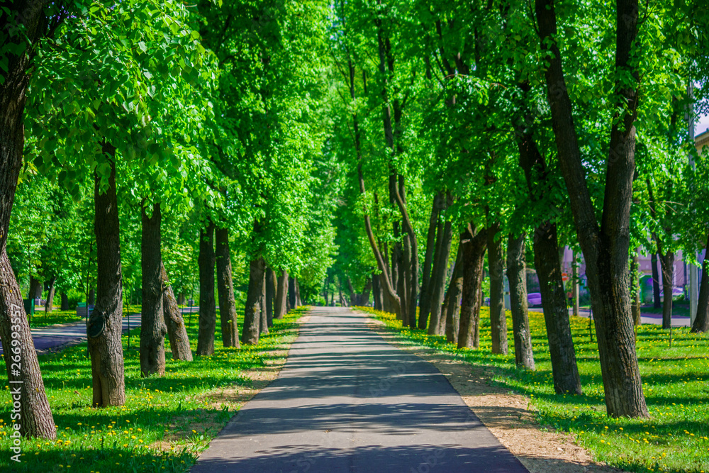 An asphalt footpath passes through a city park surrounded by tall adult green trees,