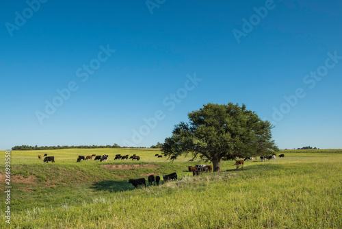 Cows in Pampas landscape, Argentine meat production