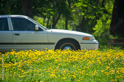 etro vintage car parked near a lawn with a huge amount of yellow dandelions