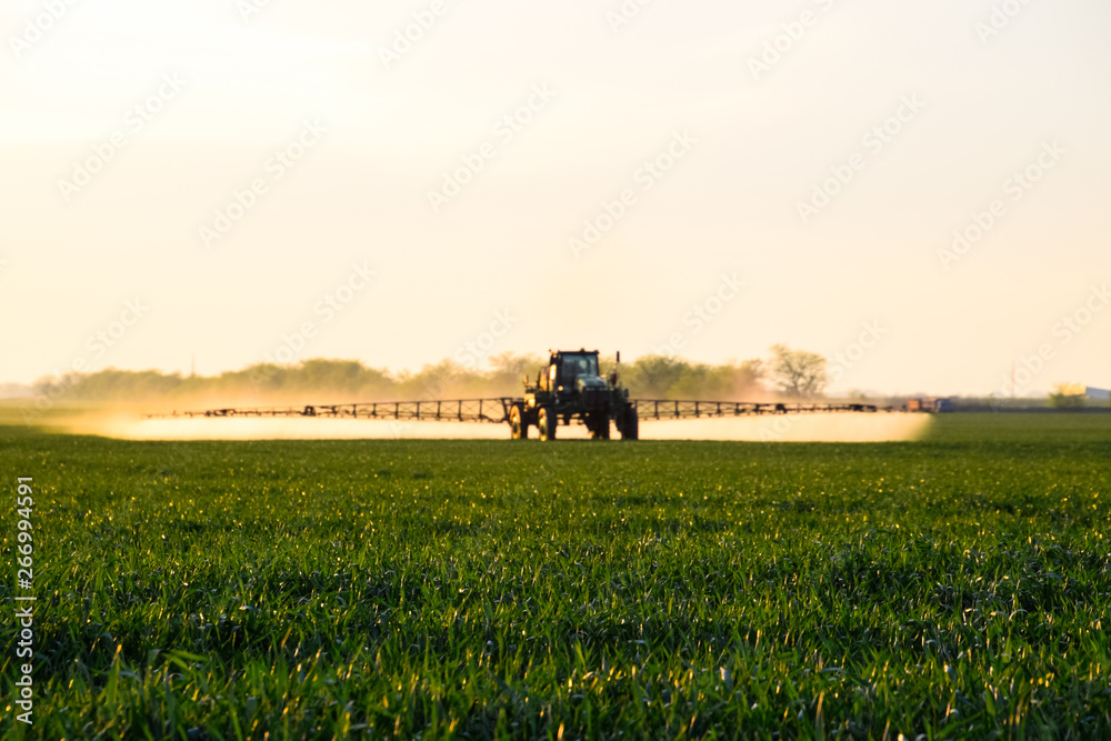 tractor with the help of a sprayer sprays liquid fertilizers on young wheat in the field. tractor with the help of a sprayer sprays liquid fertilizers on young wheat in the field.