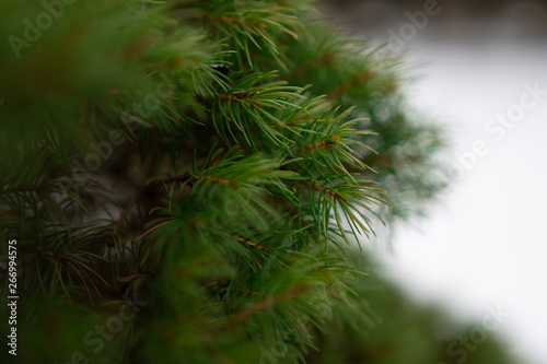 Close up of Evergreen bush in the winter.