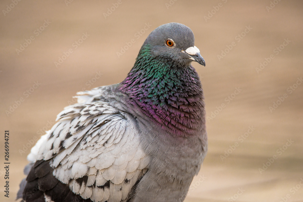 Close-up portrait of a pigeon fluffing its neck feathers Close-up portrait of a pigeon fluffing its neck feathers