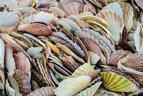 Scallop Shells stacked up outside a seafood processing plant.