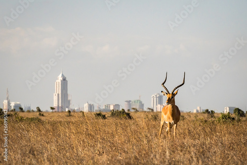 Grants Gazelle in Nairobi national park, Nairobi skyscrapers in the background photo