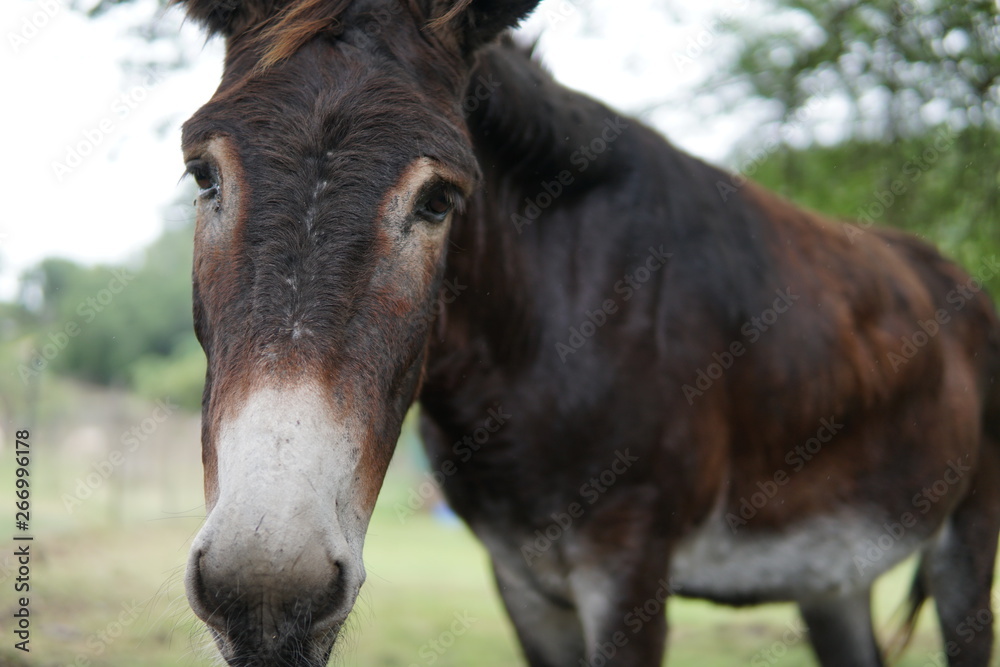 Obraz premium Donkey