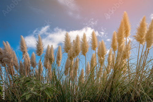 Fototapeta Naklejka Na Ścianę i Meble -  Toe Toe native New Zealand grass North Island