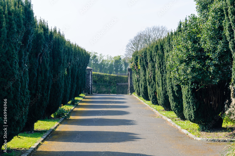 Obraz premium Yew-lined driveway at Saul Church, Portadown, built in 1932 on the site of St Patrick's first church in Ireland.