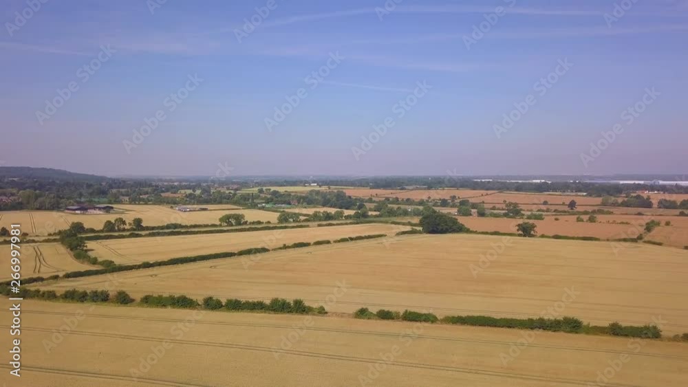 Wheat field during the day in england, wide shot Wheat field during the day in england, wide shot