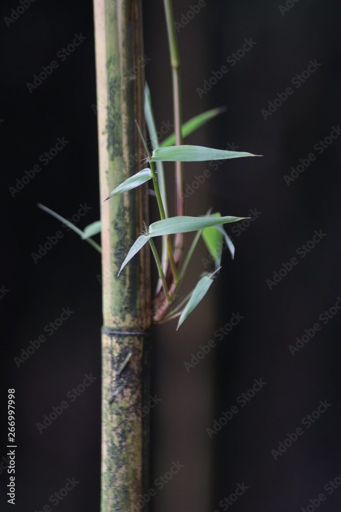 Close up Bamboo Leaves, Bamboo Grove in China Close up Bamboo Leaves, Bamboo Grove in China