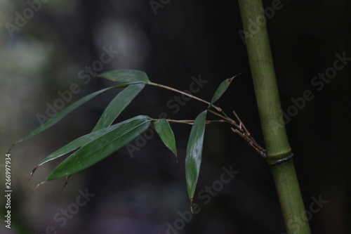 Close up Bamboo Leaves, Bamboo Grove in China