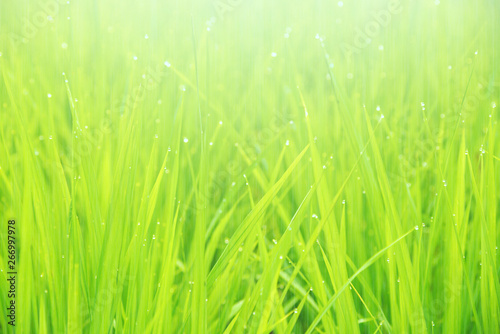 Green rice field with water drop and natural sunlight in the morning. Countryside of Thailand. Selective focus.