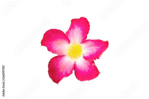 Adenium flowers isolated on white background with clipping path. (Impala Lily, Pink Bignonia, Mock Azalea, Desert Rose)