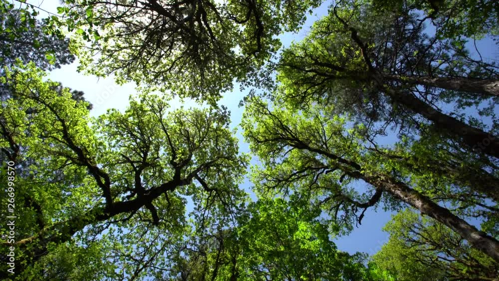 Up angle at the canopy of a Pacific temperate rainforest in rotary motion on a sunny spring day. Up angle at the canopy of a Pacific temperate rainforest in rotary motion on a sunny spring day.