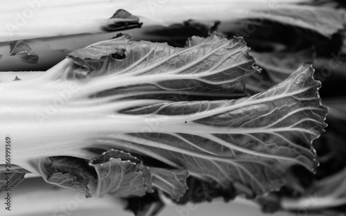 Bok Choy Close up in Black and White