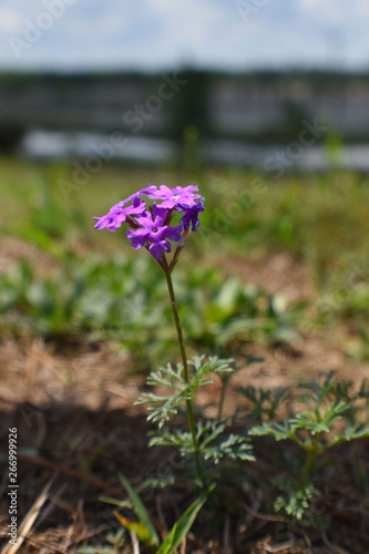 Purple wildflower © Anne