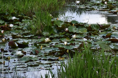 pond with water lilies