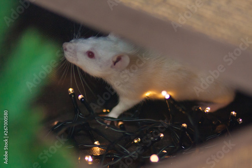 new year of the rat. White mouse. with a garland. White rat.