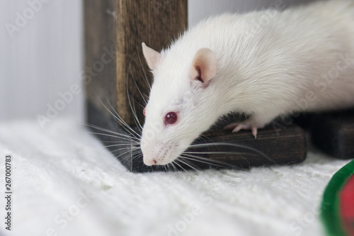 White mouse under the table. White rat. Decorative animals.