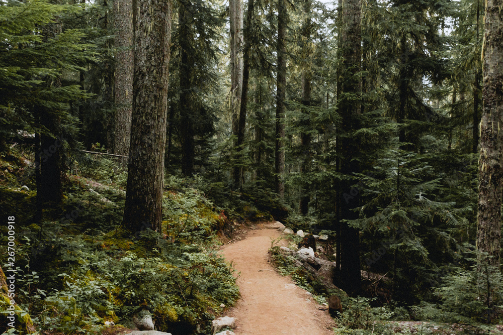 path in forest path in forest