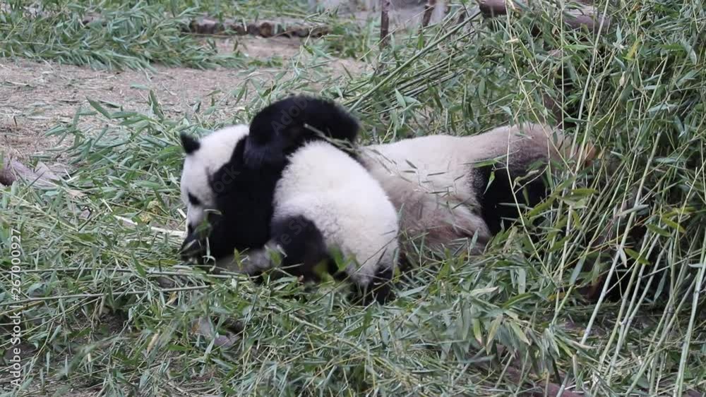 Mother Panda is Playing with her Baby, Chengdu, China Mother Panda is Playing with her Baby, Chengdu, China