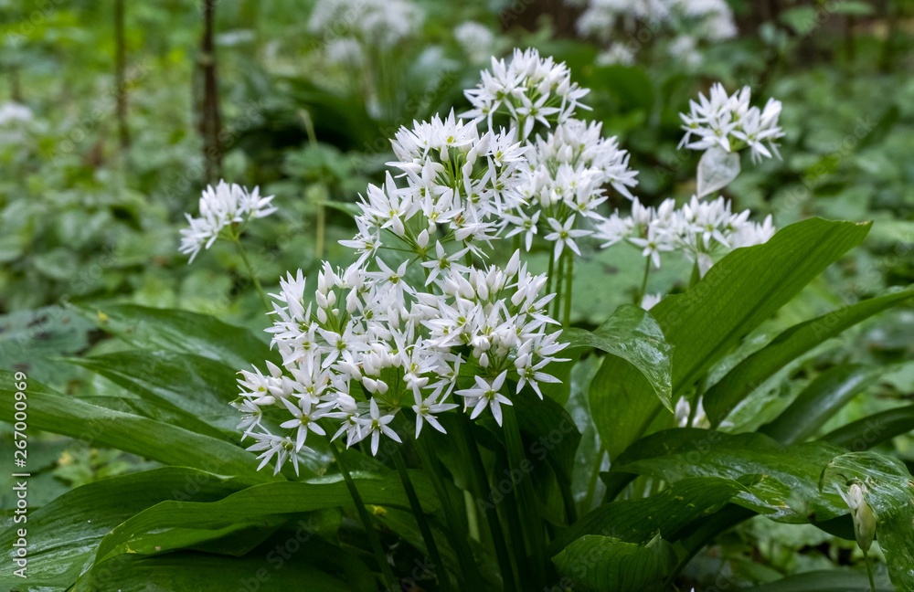 Baerlauch (Allium ursinum)