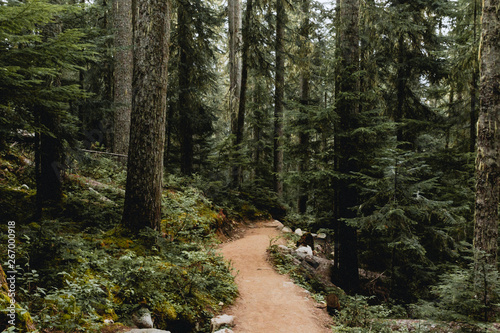 path in forest