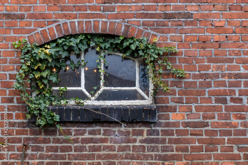 Stallfenster mit Efeuranken photo