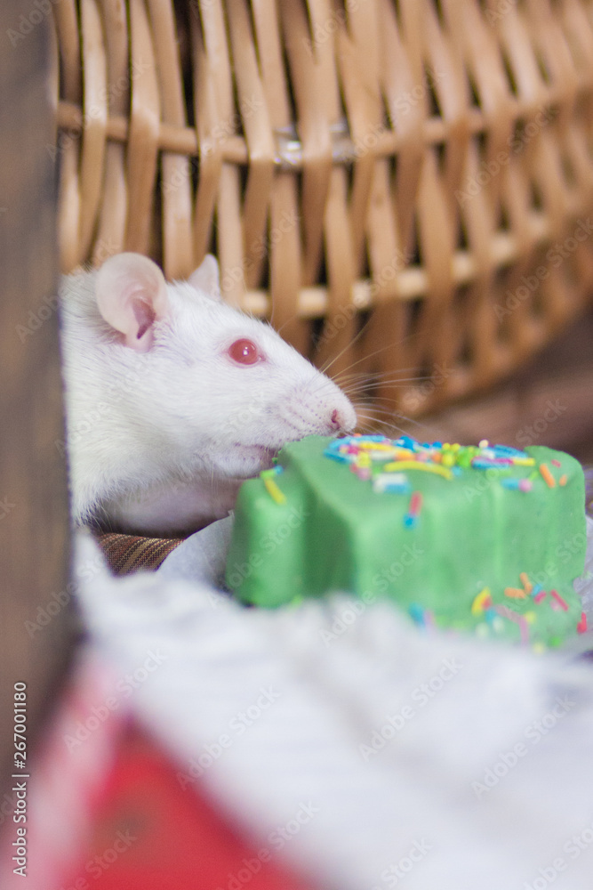 White rat eating cake. White mouse steals food. Kitchen Thief. Stock Photo  | Adobe Stock