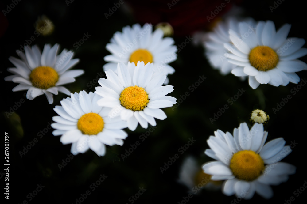 Obraz premium white daisies on green background