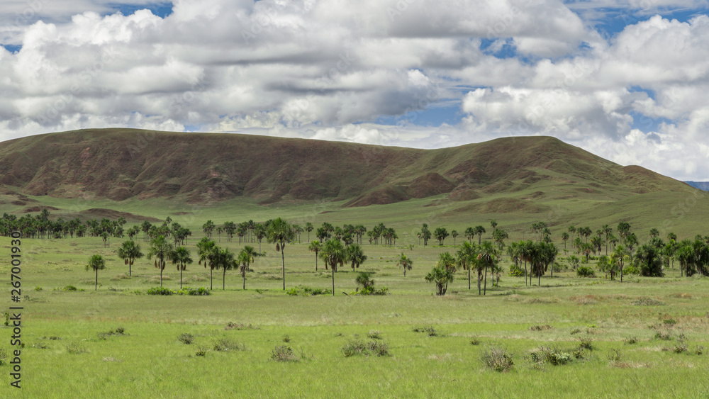 Palm trees on the valley, La Gran Sabana, Venezuela