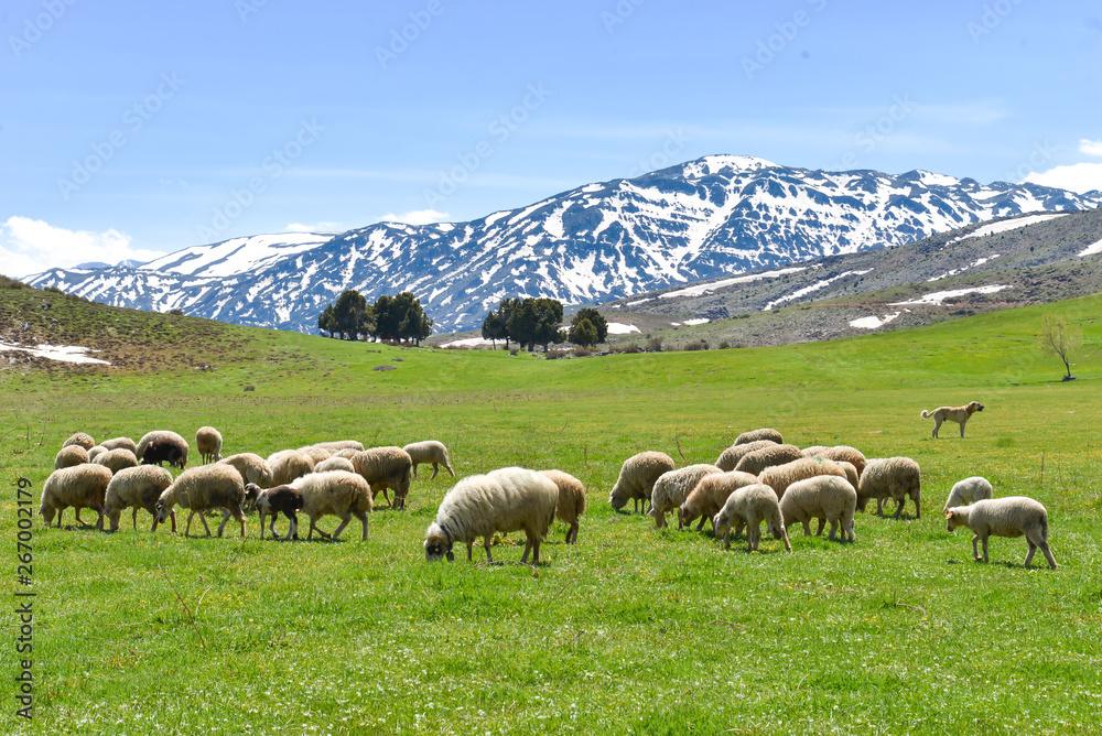 Fototapeta premium flock of sheep in the mountains