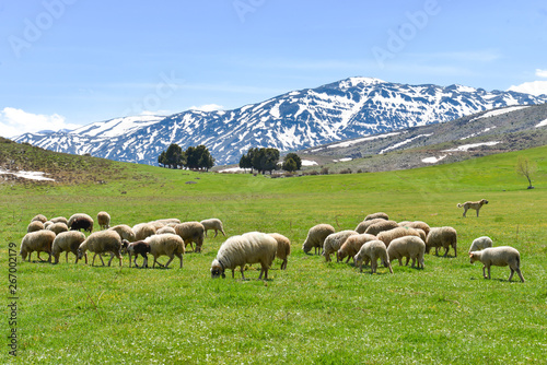 flock of sheep in the mountains