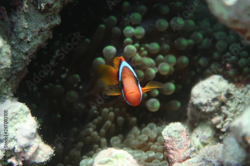 Clown Fish on the Great Barrier Reef