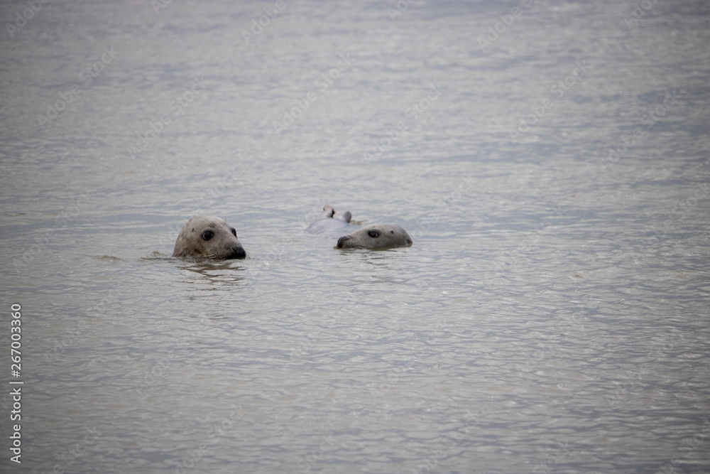 Fototapeta premium Seals in water at Newburgh Beach