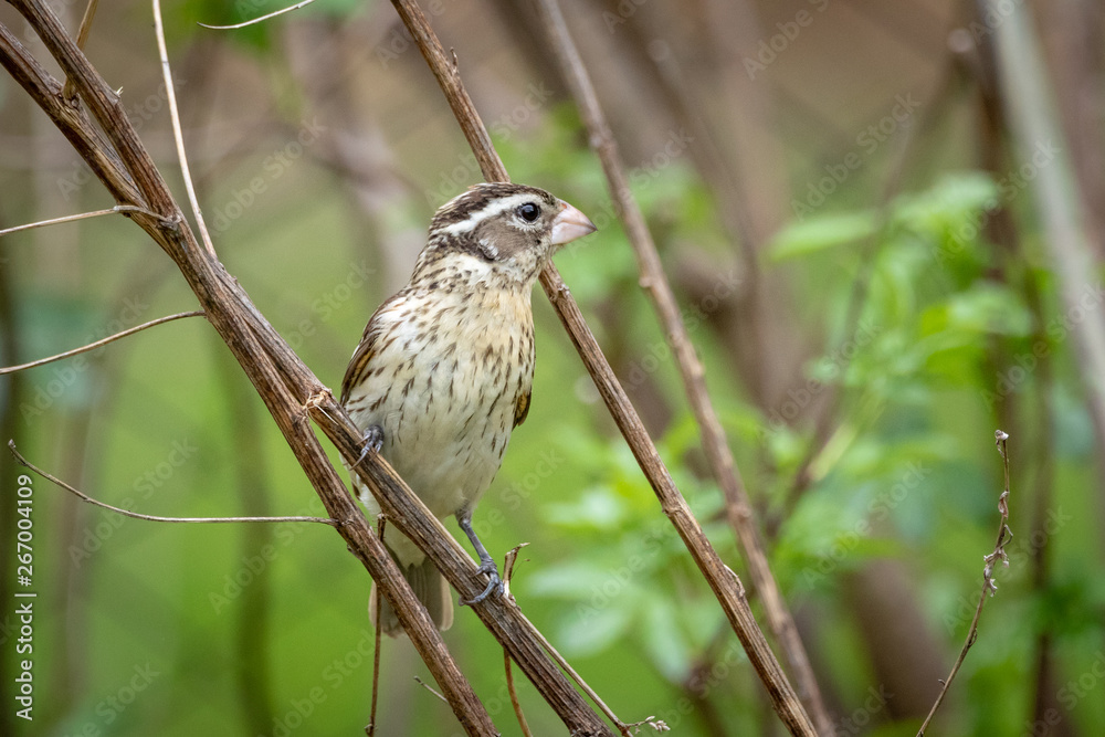 grosbeak on grass grosbeak on grass