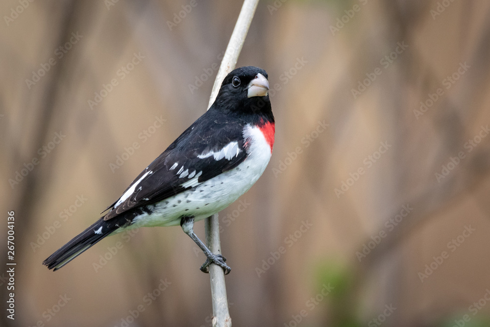 Obraz premium Male red breasted grosbeak preached on grass looking right