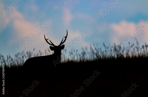 Silhouette of barking deer among the grass
