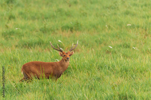 Red deer male in the grass field