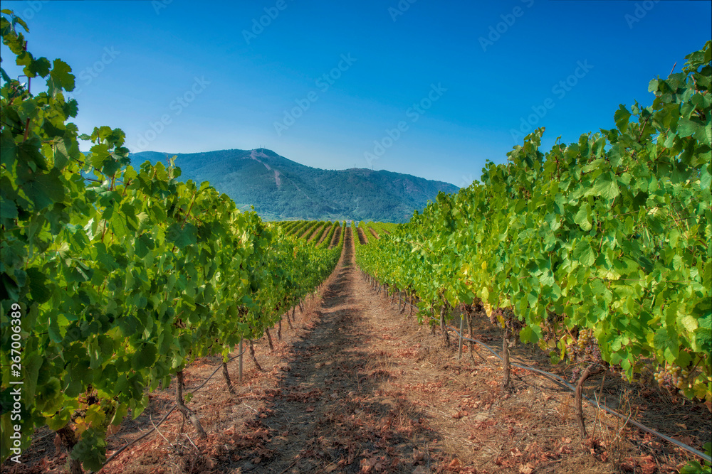 line of vineyards before harvest on a sunny day