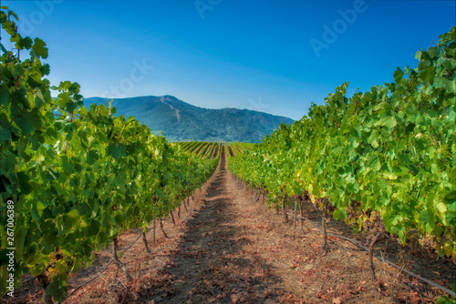 line of vineyards before harvest on a sunny day photo