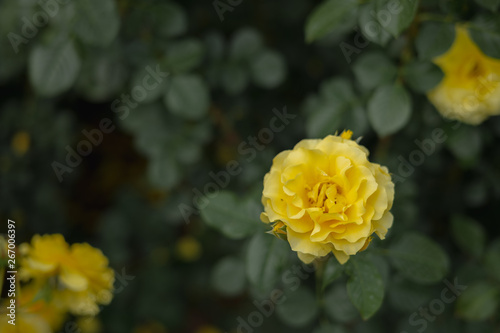 yellow flower in the garden