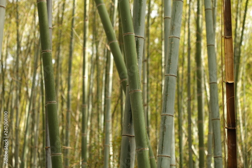 Fototapeta Naklejka Na Ścianę i Meble -  Japanese Bambu